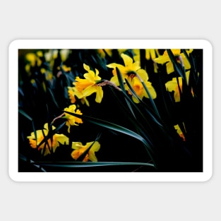 Daffodil Blooms #1 Sticker